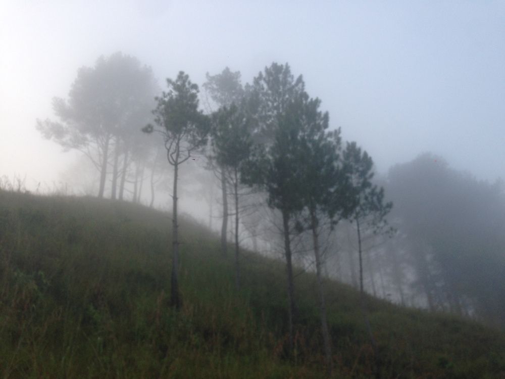 Pinus in Misty Hill