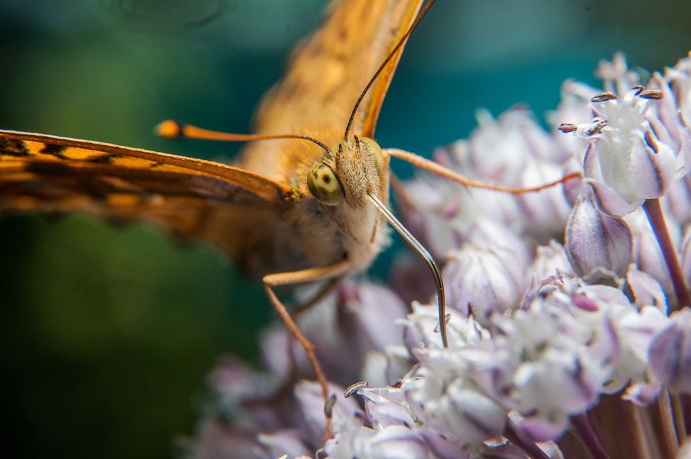 Фотография автора Renat Mansurov