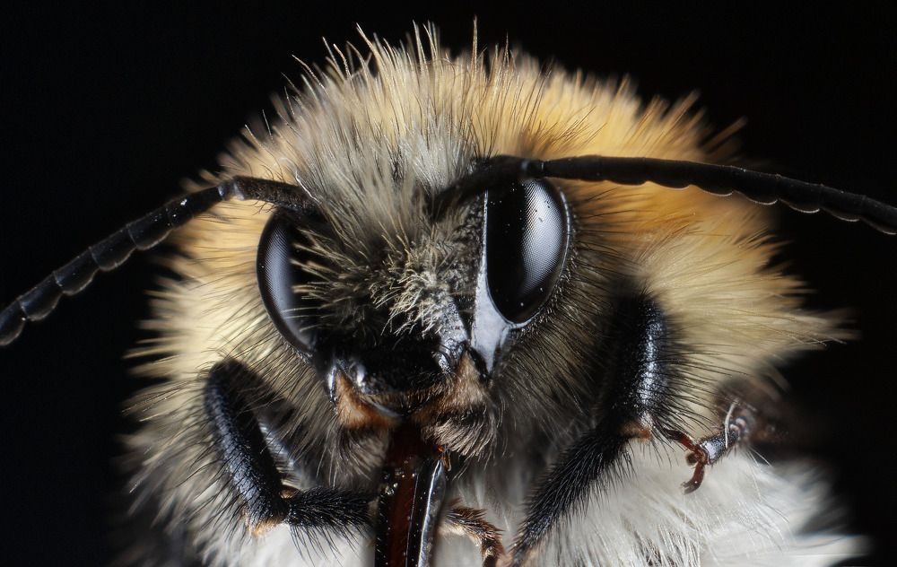 Фотография автора Renat Mansurov