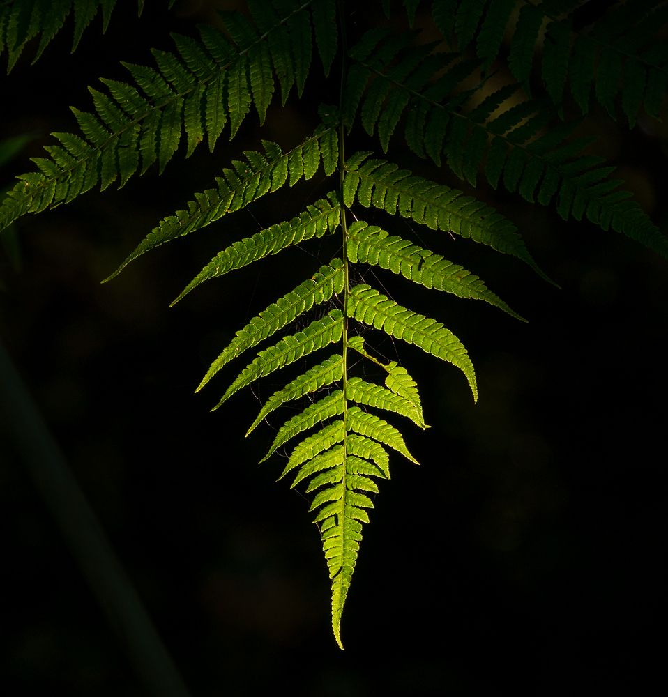 Photograph by Valdir Hobus