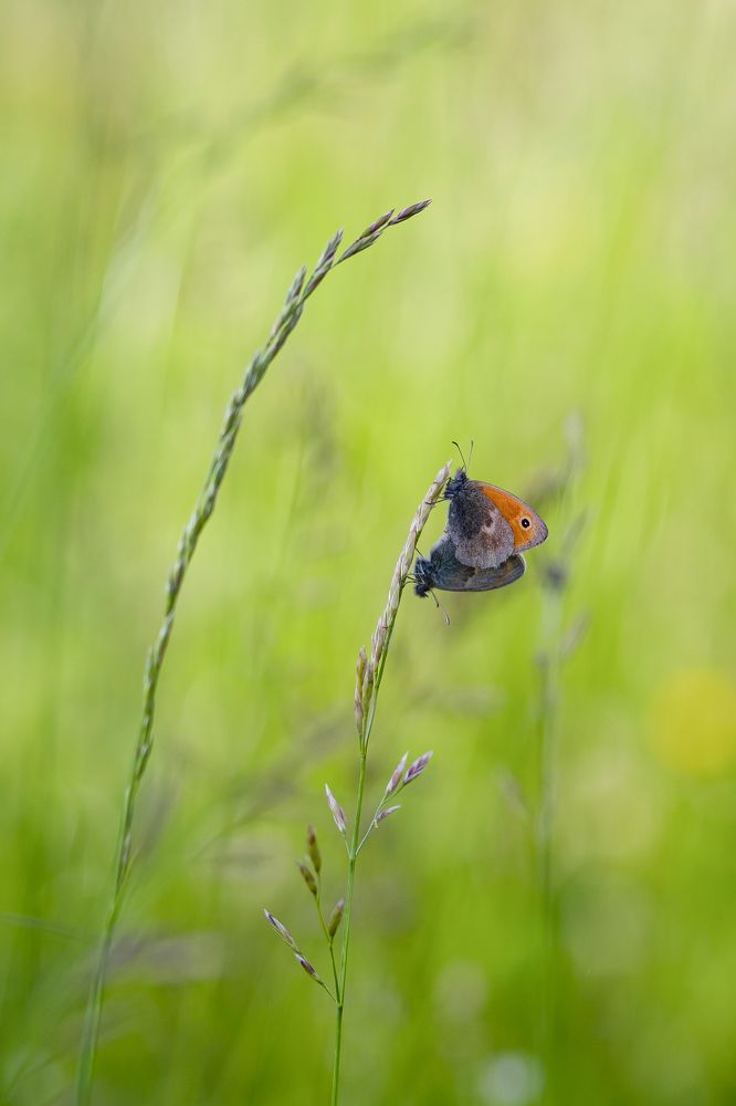 Photograph by Svetlana Karnauh Карнаух