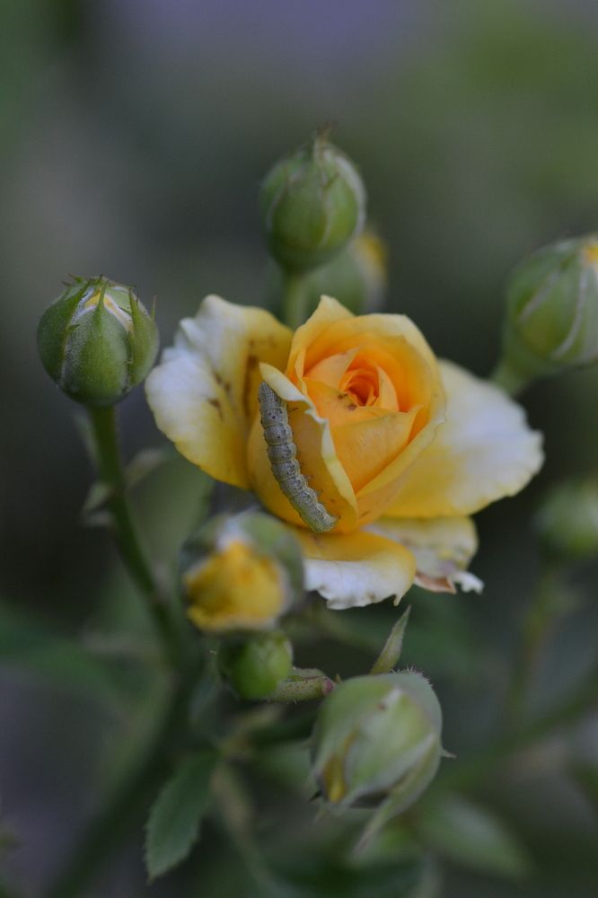 Photograph by Aleksey