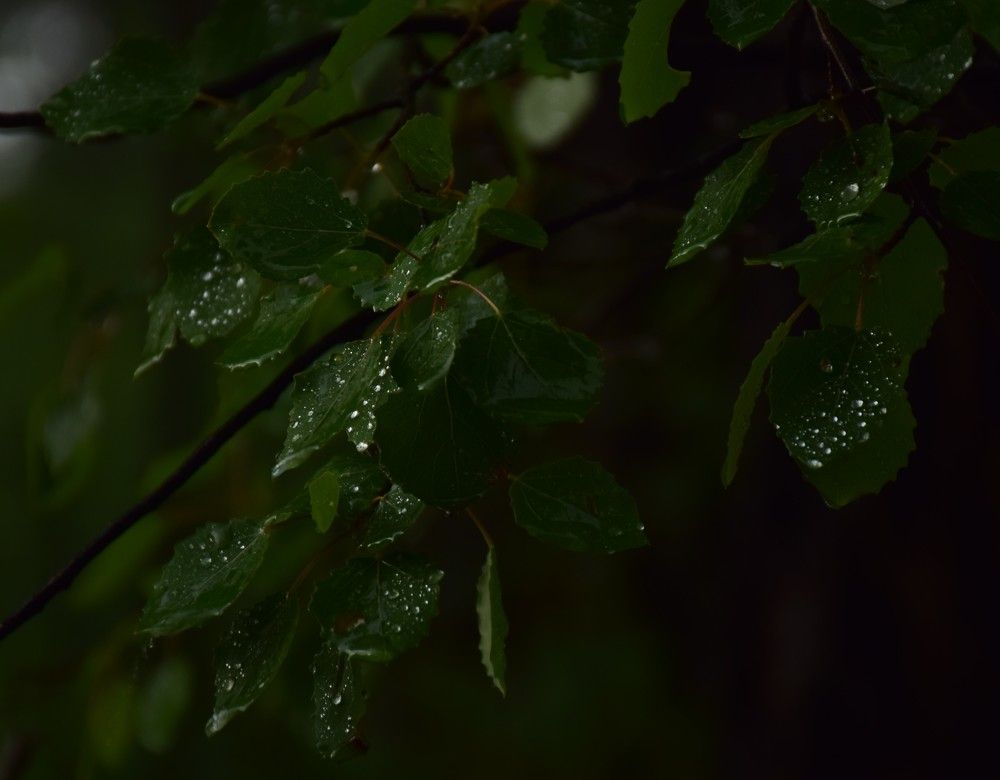 Photograph by Эльвира Быкова