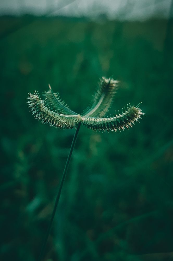 Photograph by Suman Mondal