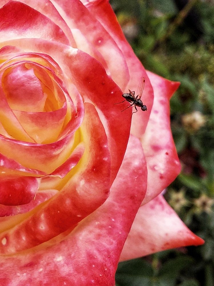 Photograph by Ирина Лучинская