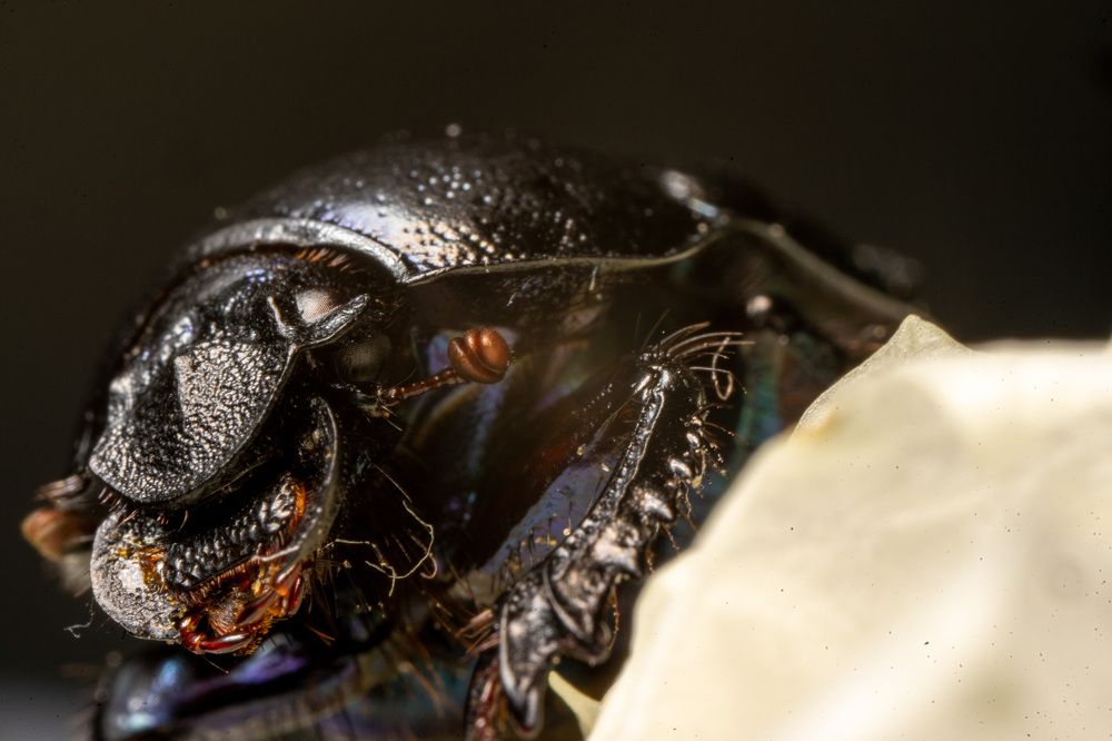 Фотография автора Ruslan Badykov