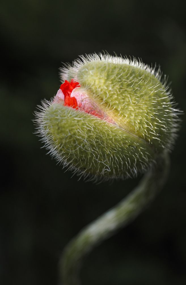 Photograph by Ольга Еженевская