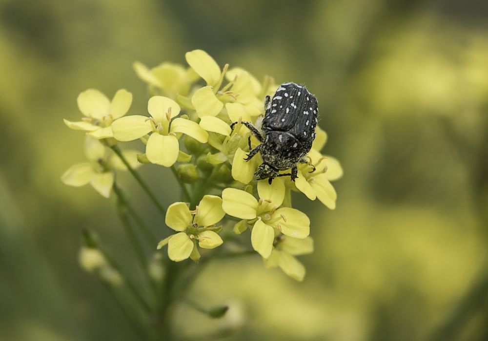 Photograph by Наталья Быстрая