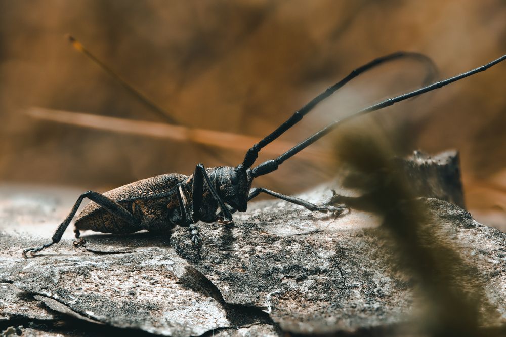 Photograph by Виталий Богачев