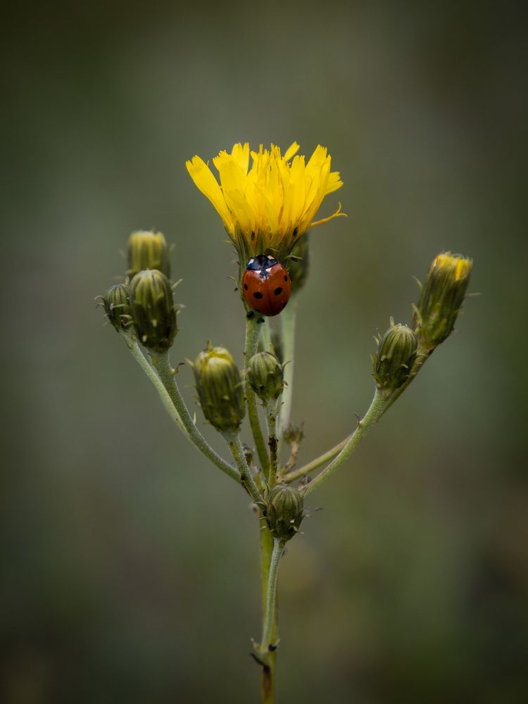 Photograph by Бравичева Анастасия