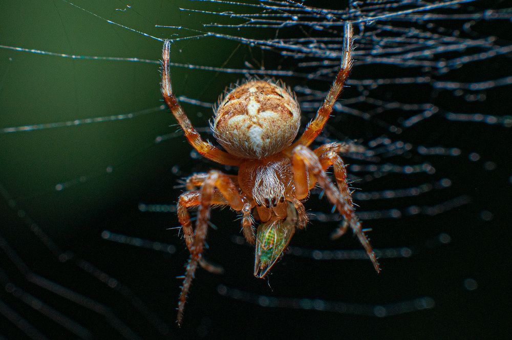 Фотография автора Renat Mansurov