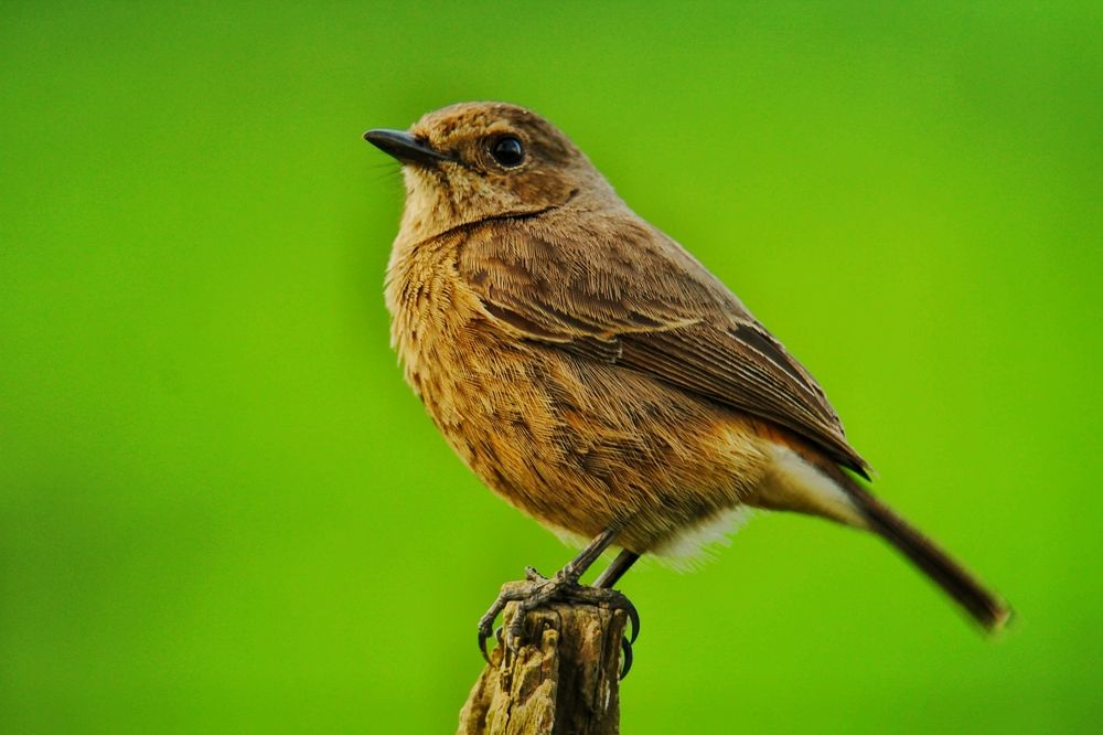 Photograph by SREENATH NARAYAN