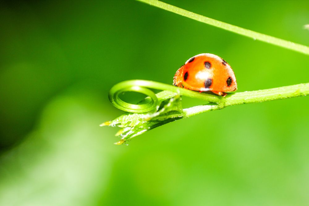 Photograph by SREENATH NARAYAN