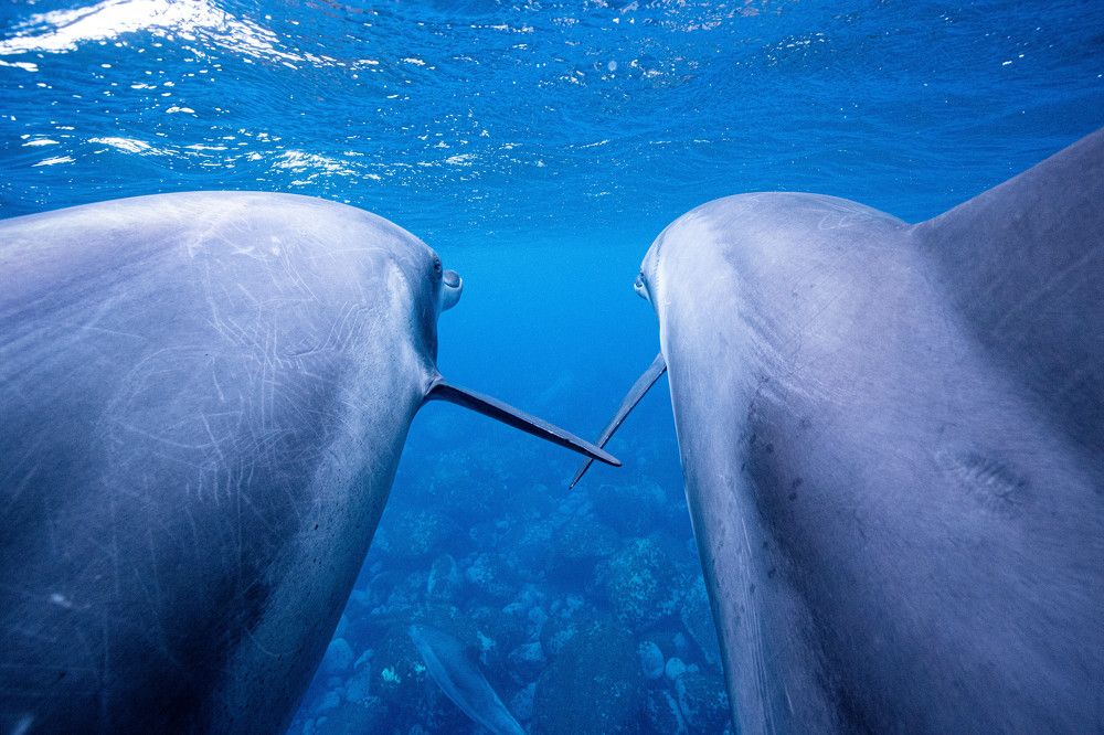 Photograph by Junya Higashi