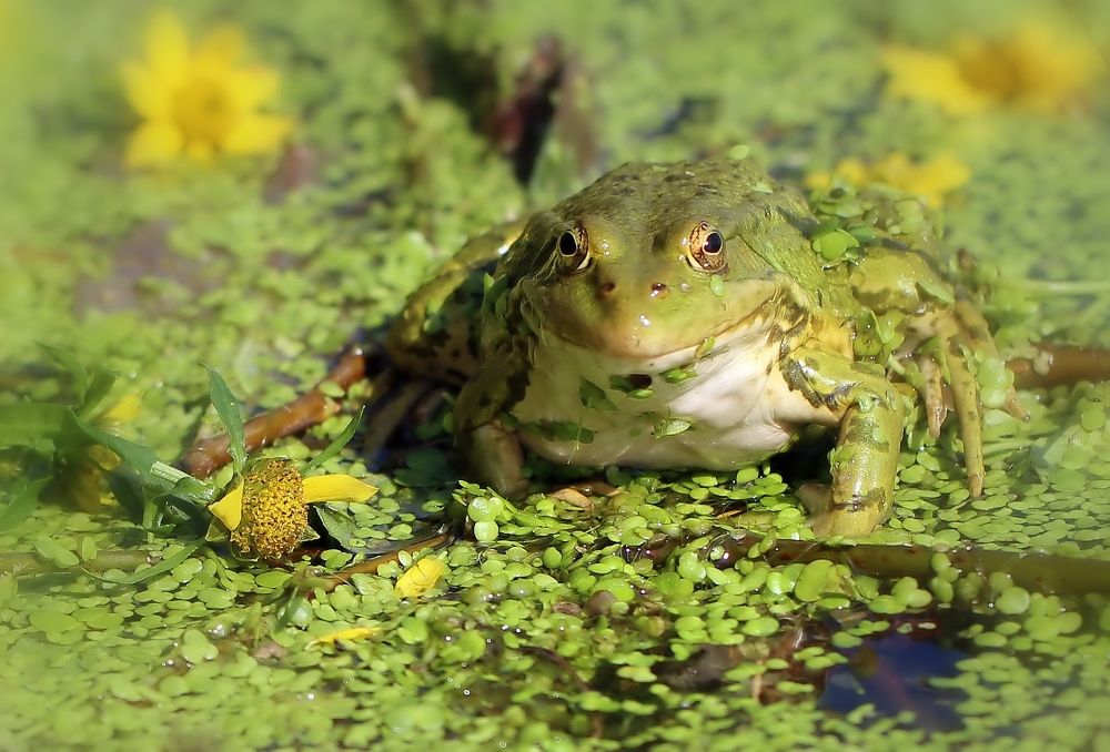 Photograph by Любовь Саханова