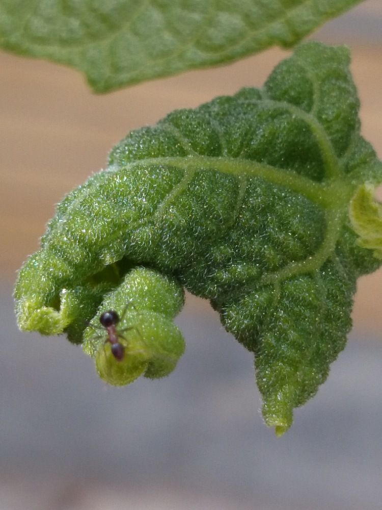 Photograph by Zahra HassanPour