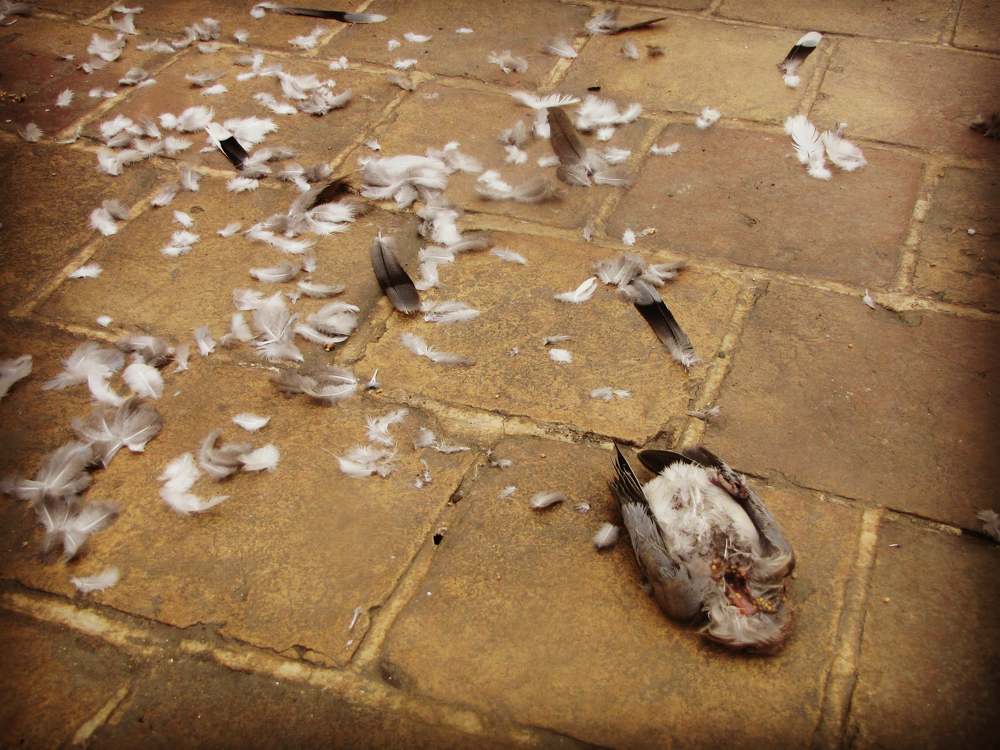 Photograph by Zahra HassanPour