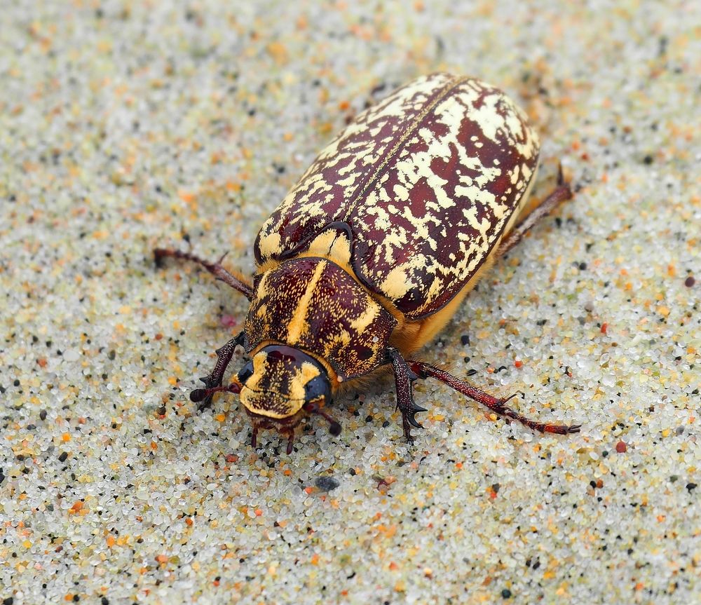 Photograph by Андрей Перешеин