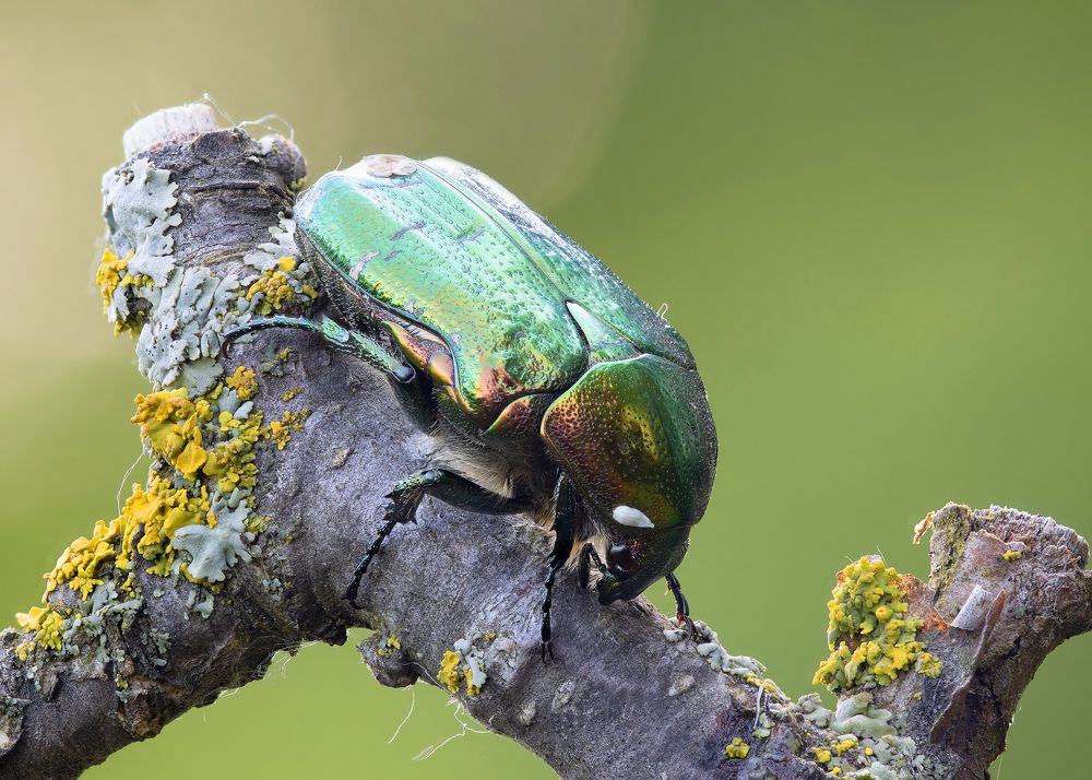 Photograph by Кузнецов Дмитрий