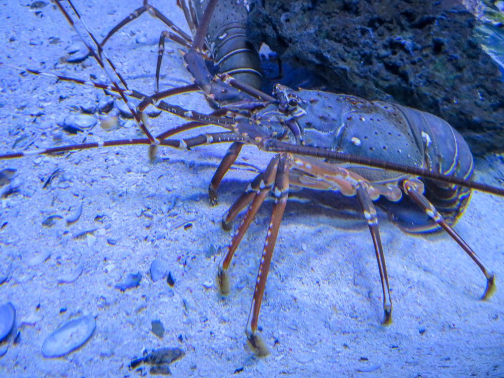 Photograph by Susmita Paul