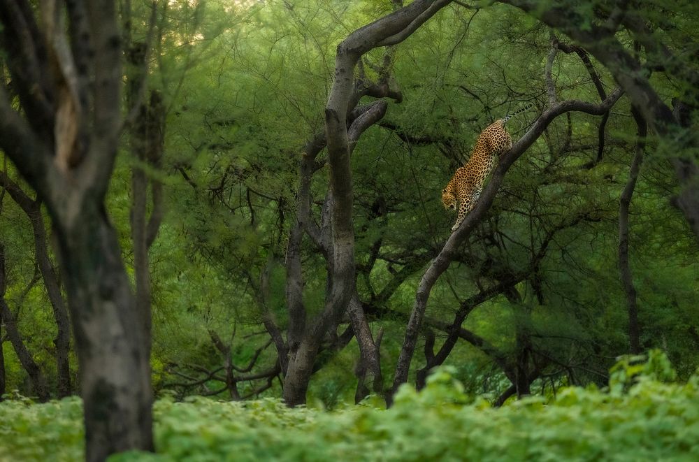 Photograph by Jayanta Guha