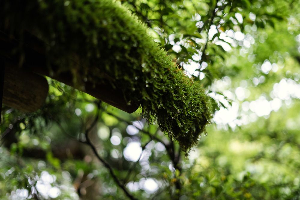 Фотография автора Наталья Барова