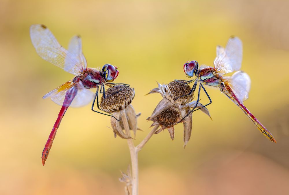 Photograph by Mustafa Öztürk