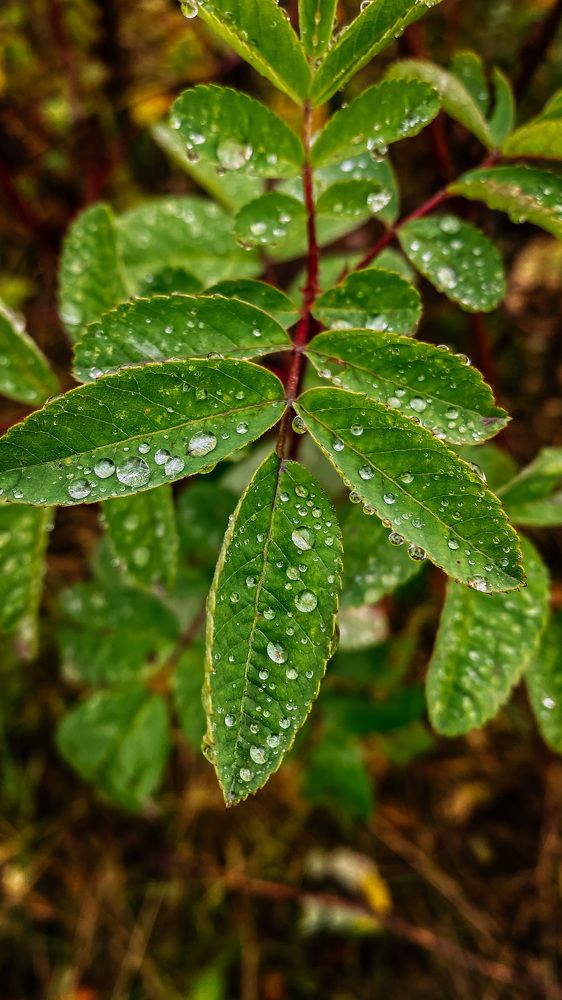 Photograph by Наталия Непомнящая