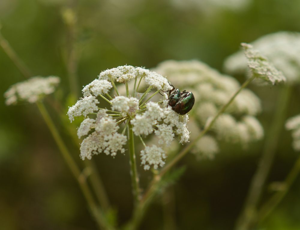 Photograph by Наталья Скроб