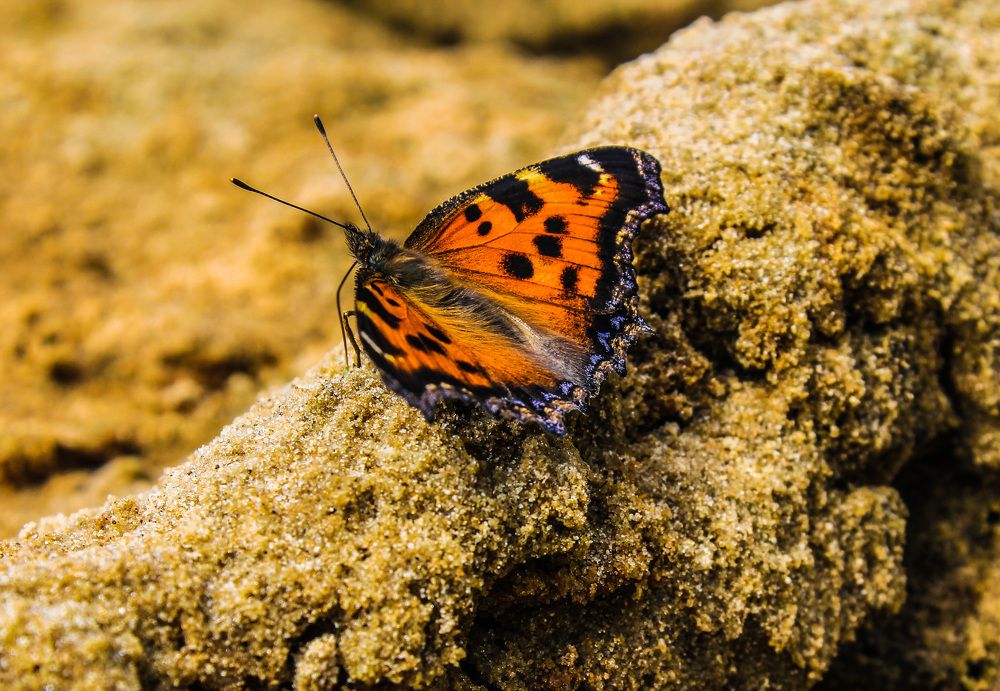 Photograph by Матвей Короткин