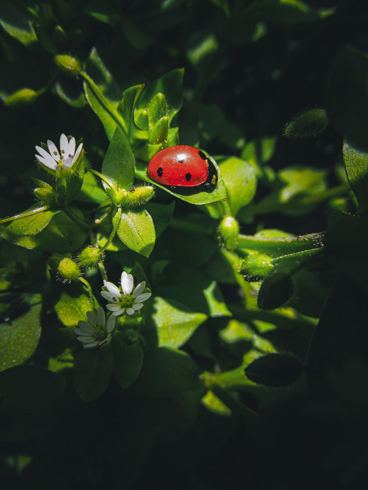 Фотография автора Кристина Шефер
