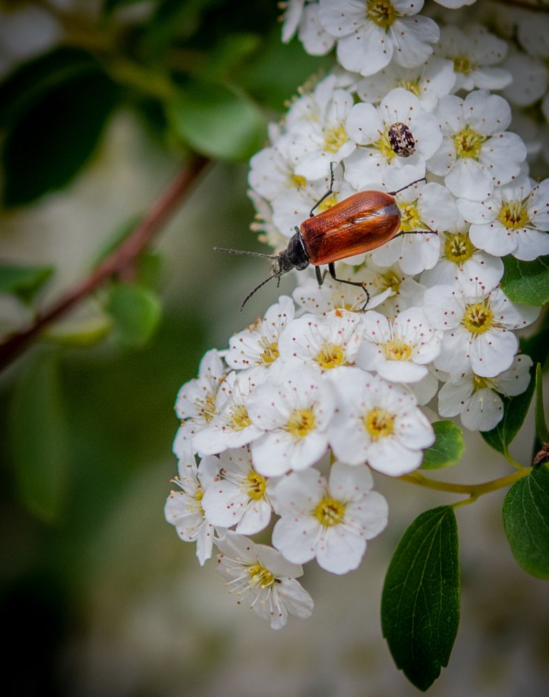 Photograph by Ирина Крепак