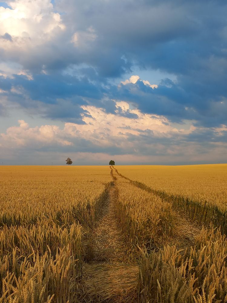 Русское поле