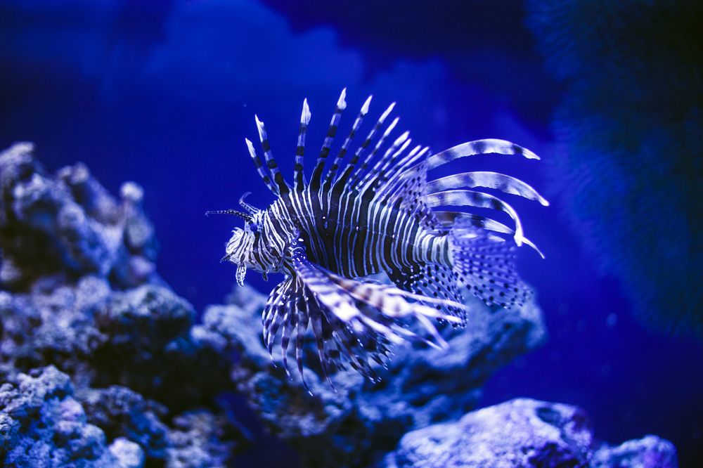 Photograph by Сергей Шпаков