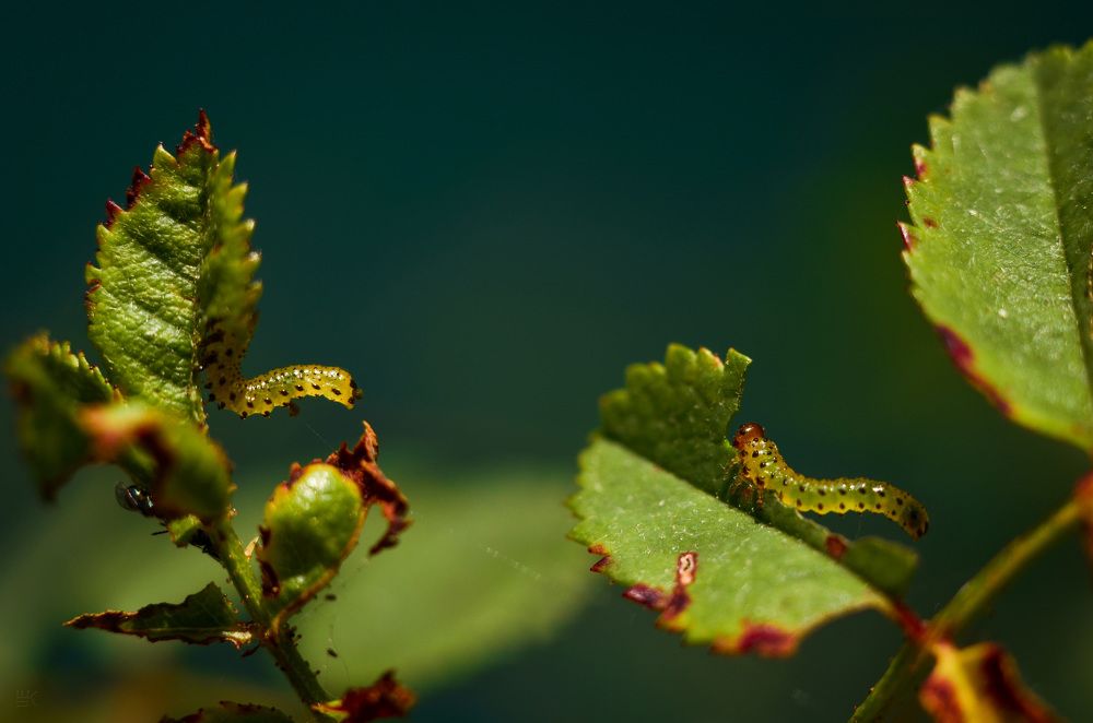 Photograph by Елена Шевченко