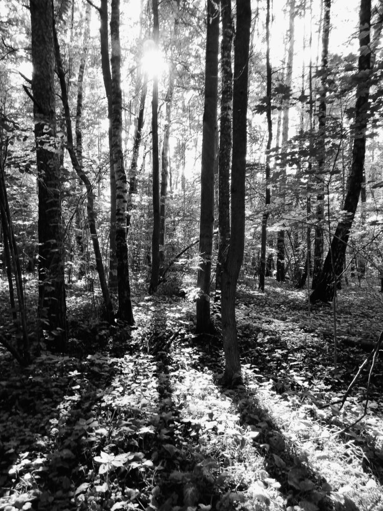 Photograph by Александр Alexander Zheleztsov