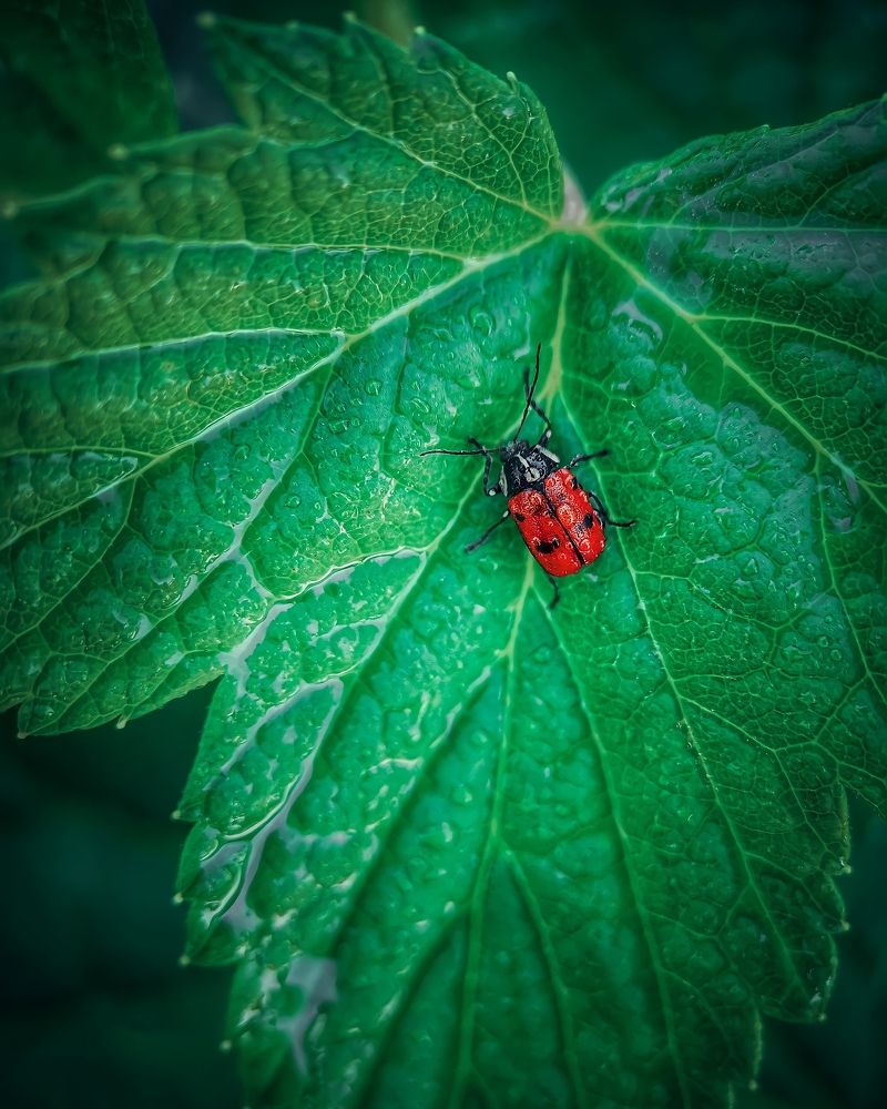 Photograph by Алексей