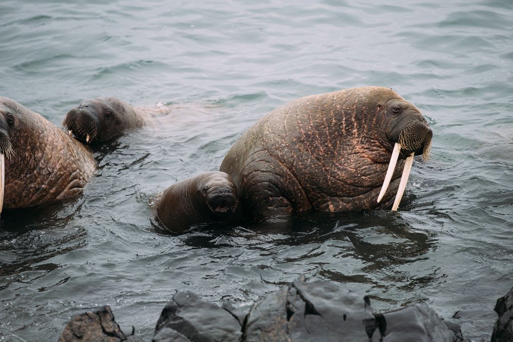 Photograph by Артём Вольнов