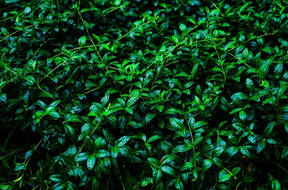 Photograph by Артём Шестаков