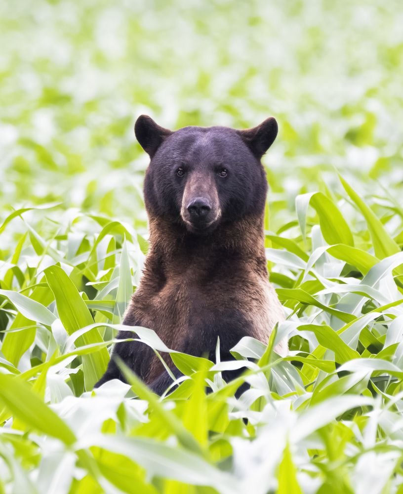 Photograph by Goutham Ganesh Sivanandam