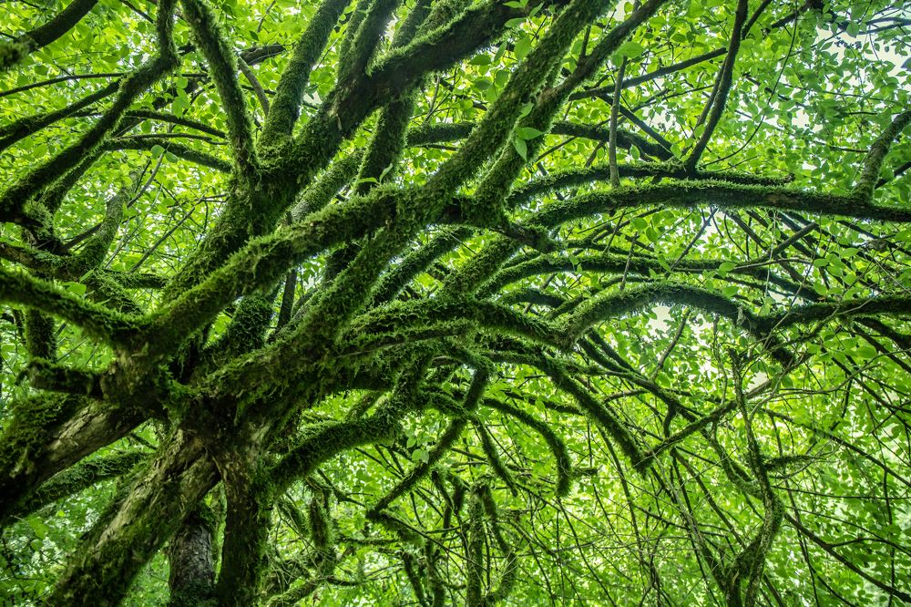 Photograph by Сергей Романченко