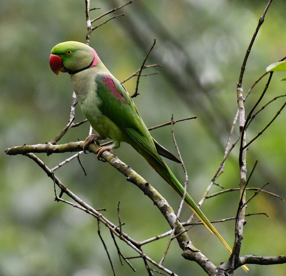 Photograph by Roy Mantu