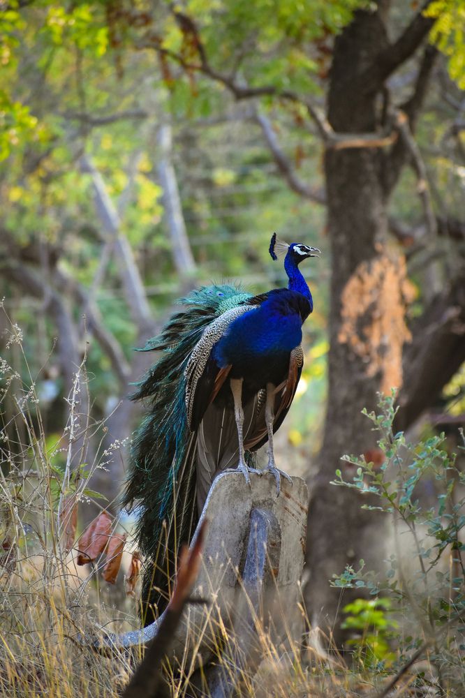 Indian peacock?