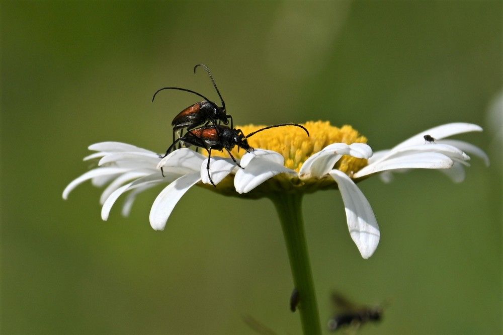 Фотография автора IRINA FILIPPOVA