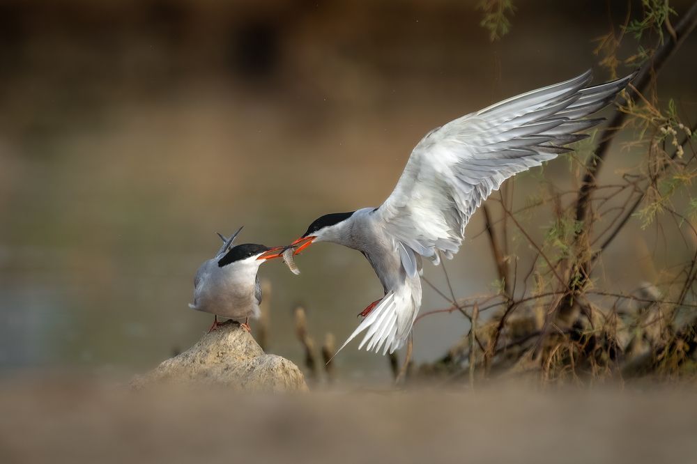 Фотография автора Prejul Prakash