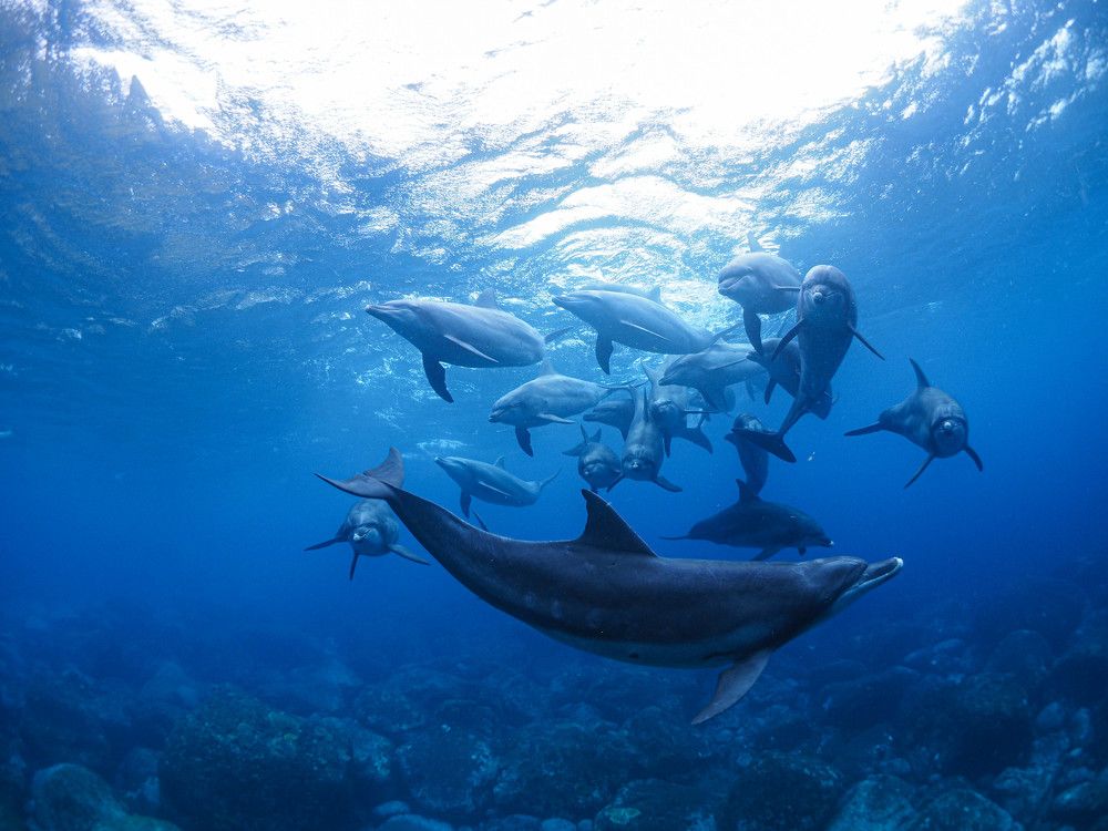 Photograph by Junya Higashi