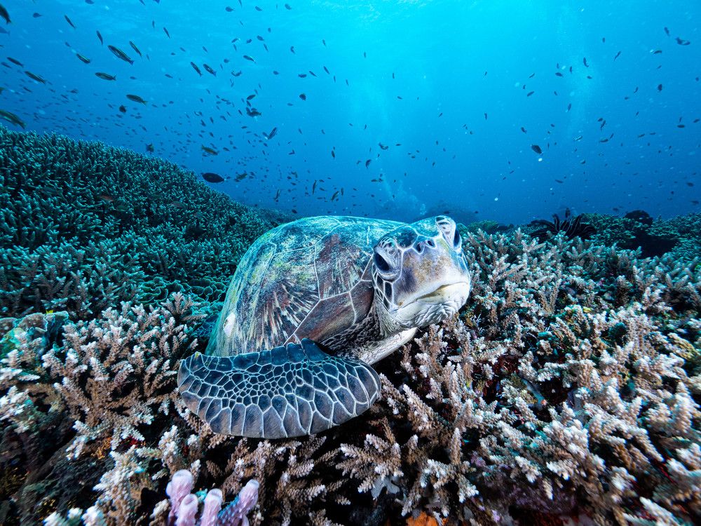 Photograph by Junya Higashi