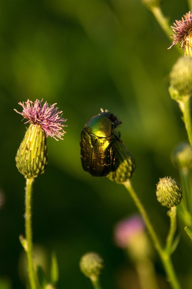 Фотография автора Нина Шкляр