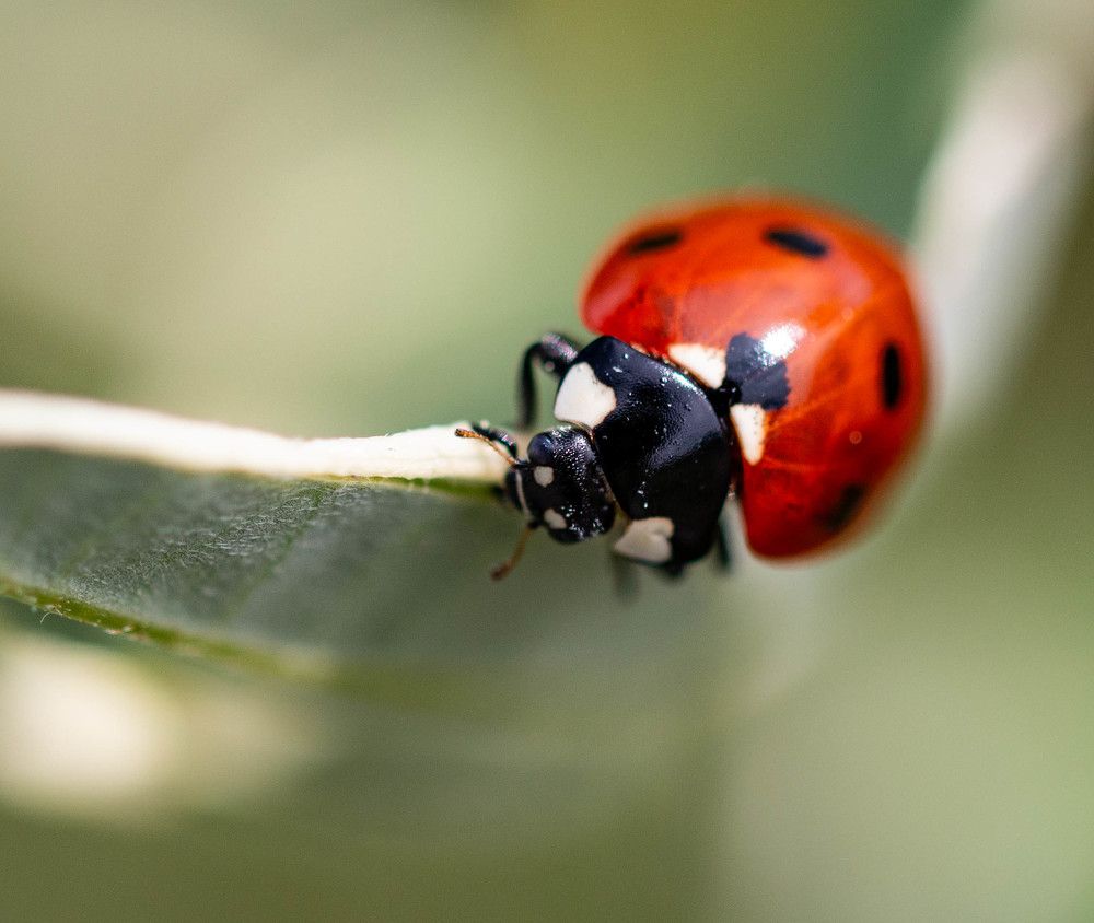 Фотография автора Екатерина Счасная