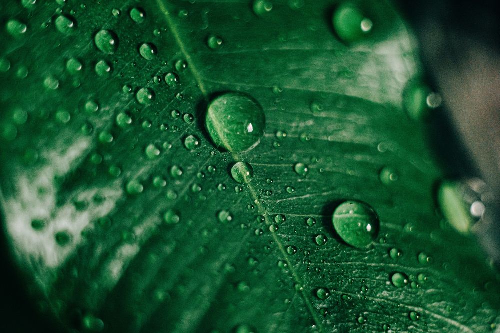 Фотография автора Паша Петров